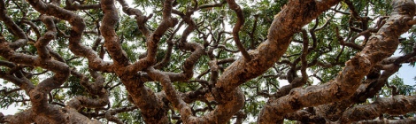 Frankincense Tree