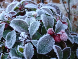 Gaultheria or Wintergreen